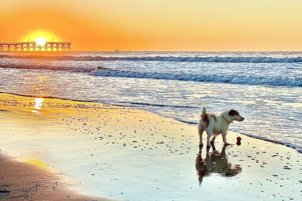 dog-on-beach