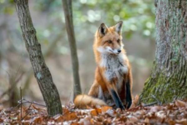 red-fox