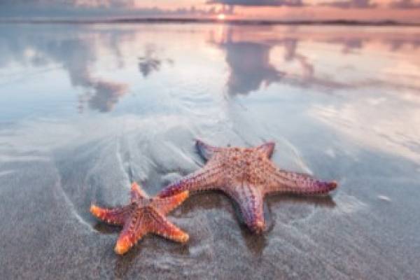 starfish