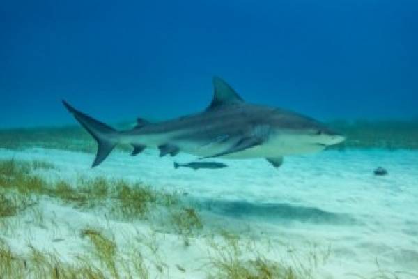 bullshark