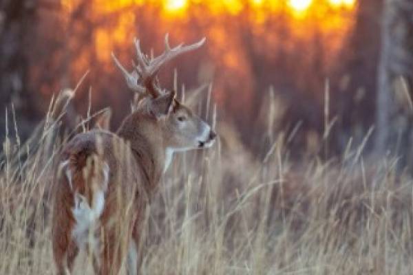deer