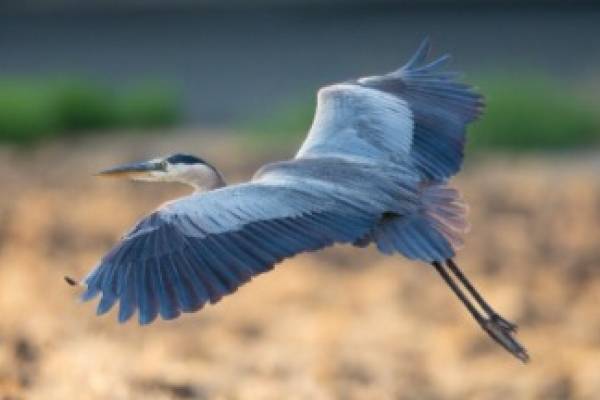 blue-heron
