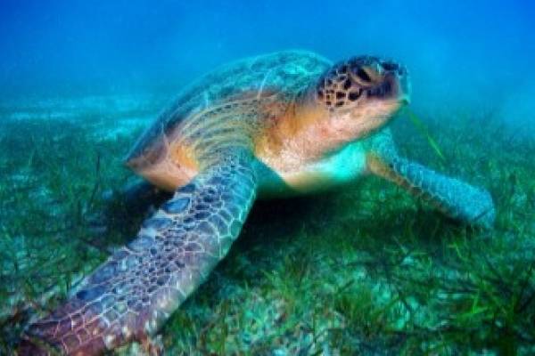 sea-turtle