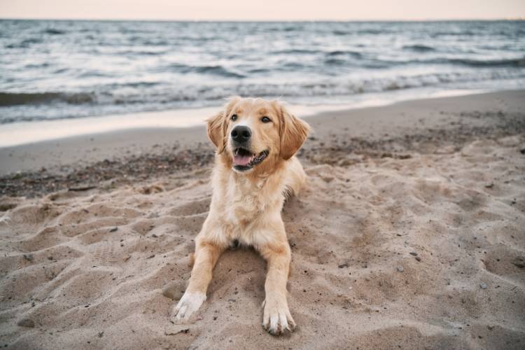 Smiling dog on the beach