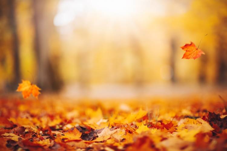 fall leaves orange autumn