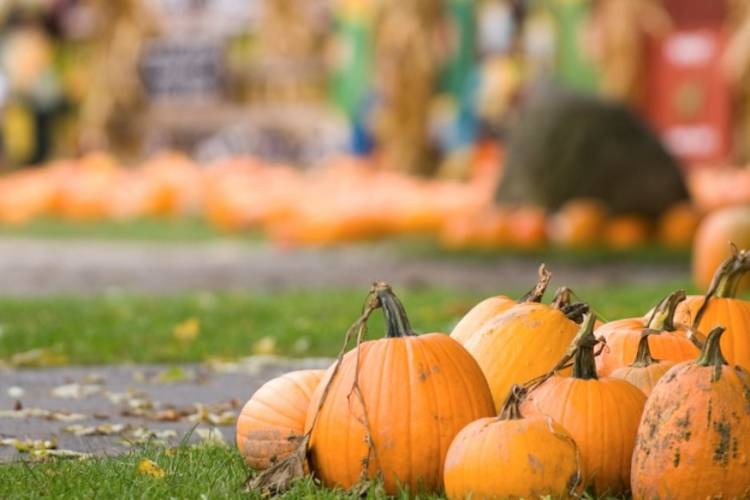 pumpkins