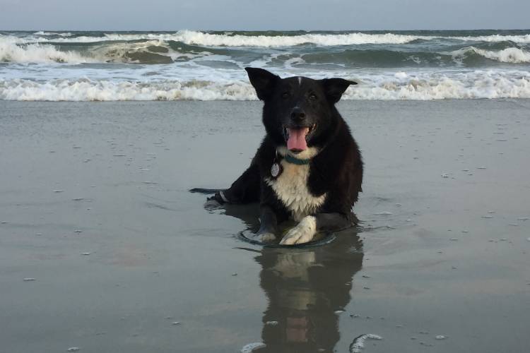 dog-on-beach