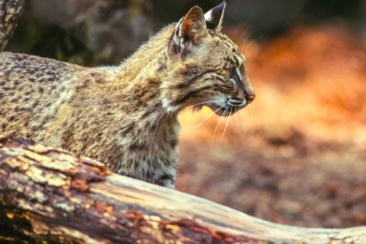 bobcat-north-carolina