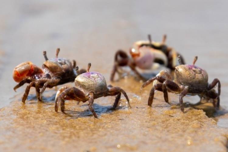 fiddler-crabs
