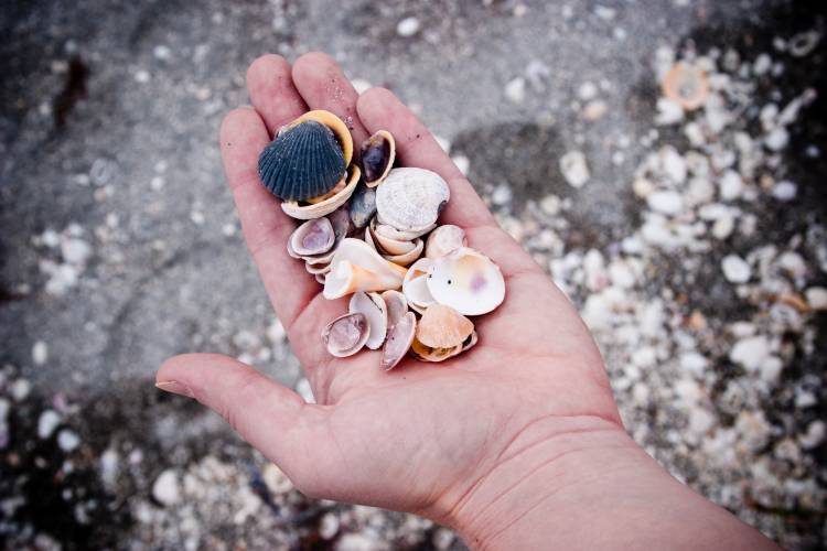 sea-shells