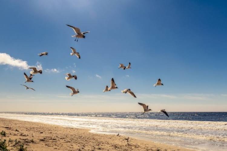 seagull-flock