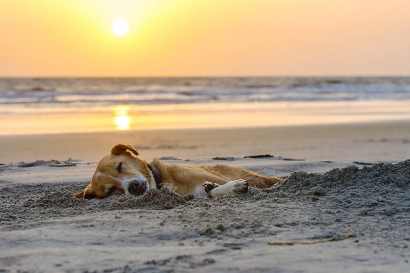 Dog laying on Beach at sunset