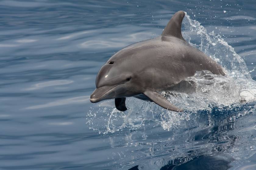 Dolphin jumping summer sunset beach