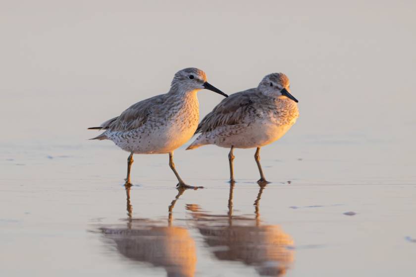Two shorebirds on the shroeline at sunset