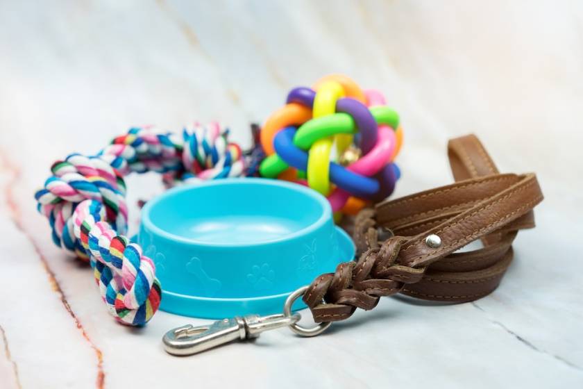 Dog supplies on white background